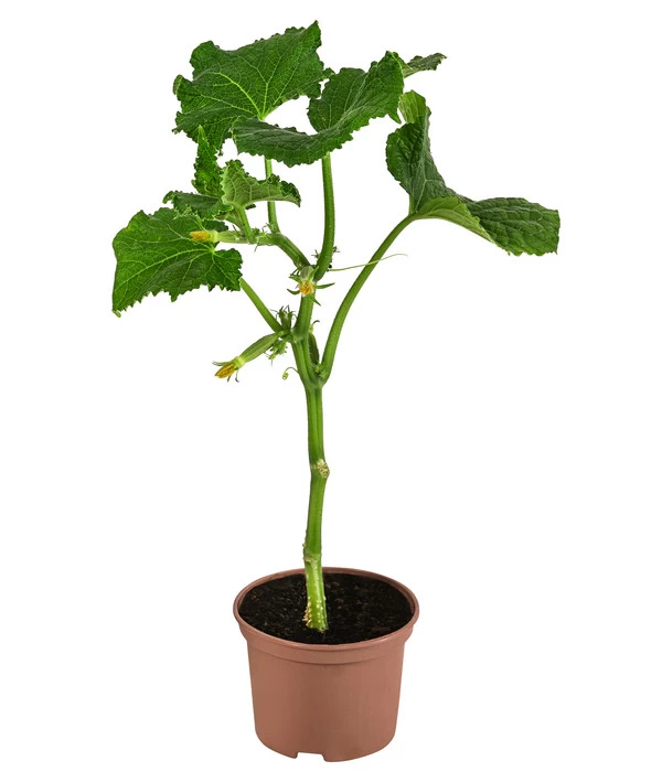 Snackgurke 2 Snackgurke – Bild 2