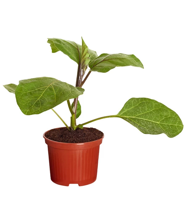 Aubergine 2 Aubergine – Bild 2