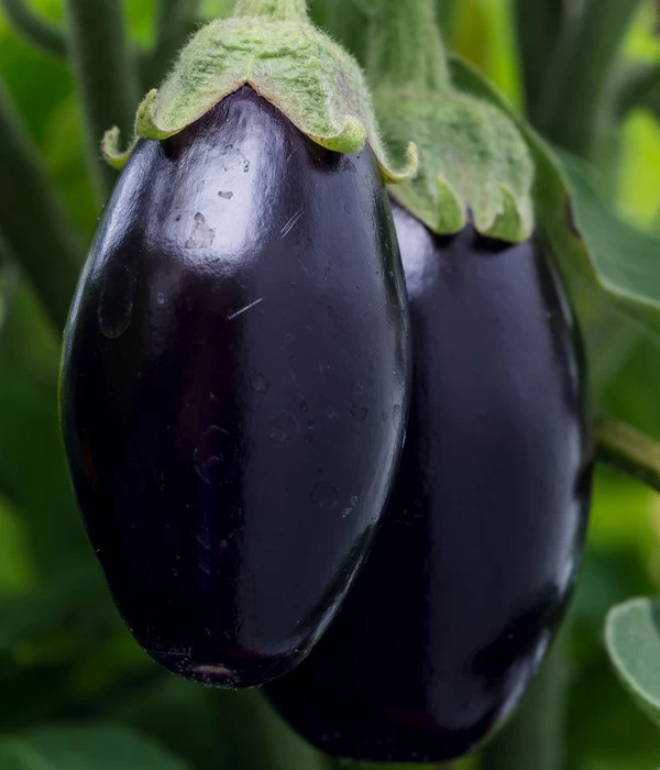 Aubergine 5 Aubergine – Bild 5
