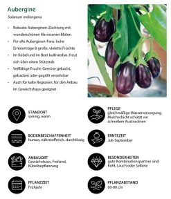 Aubergine 13 Aubergine -Gartenpflanzen Verkauf 8831380 WE IG 001 Aubergine