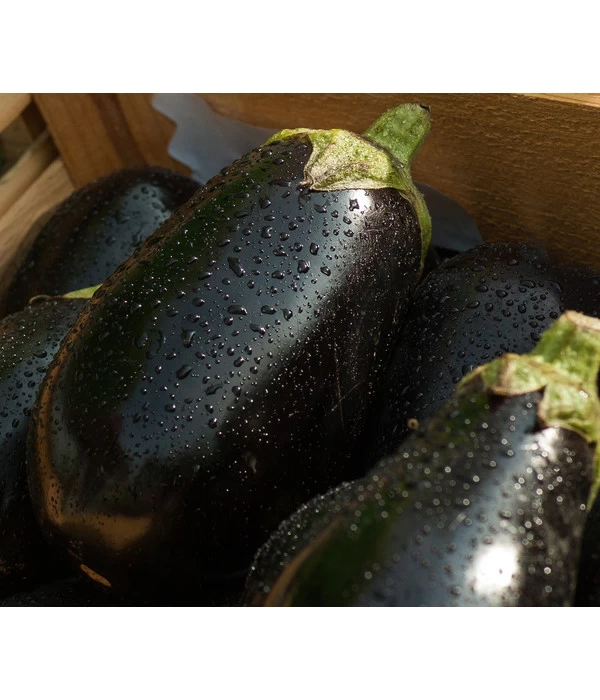 Aubergine 1 Aubergine