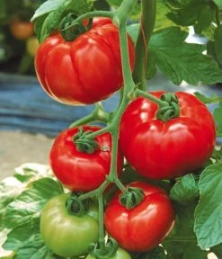 Tomate 'Garance' 8 Tomate 'Garance' -Gartenpflanzen Verkauf 8839169 WE MO 002 FleischtomateGarance