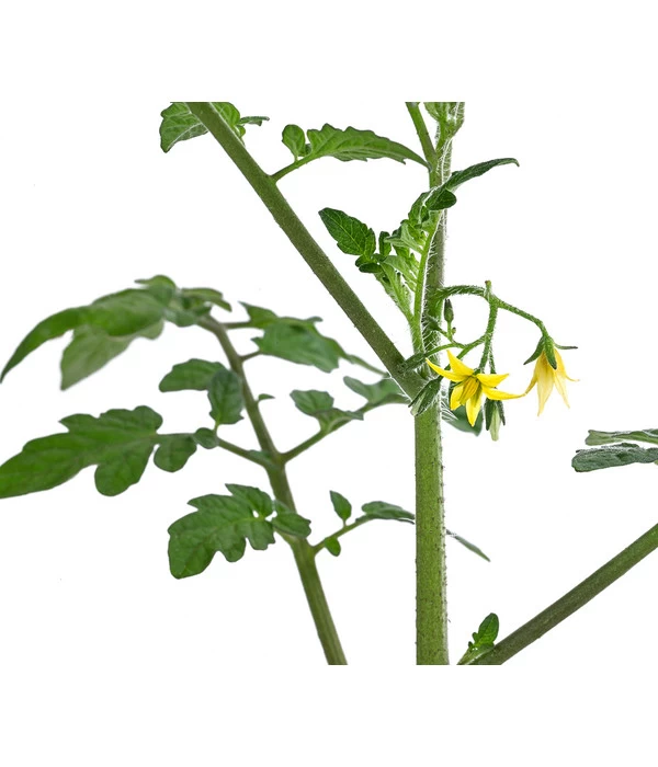 Cherrytomate 'Pepe' 5 Cherrytomate 'Pepe' – Bild 5