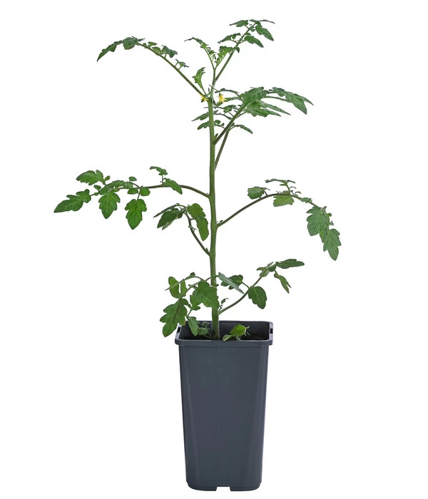 Cherrytomate 'Pepe' 2 Cherrytomate 'Pepe' – Bild 2