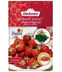 Erdbeere 'Delizz' -Gartenpflanzen Verkauf 8840274 ErdbeereDelizzImmertragend Etikett 1