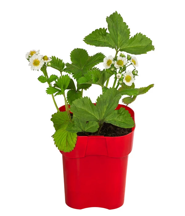 XXL Erdbeere 'Elvira' 1 XXL Erdbeere 'Elvira'