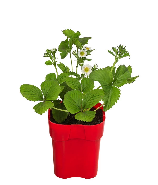 XXL Erdbeere 'Elsanta®' 1 XXL Erdbeere 'Elsanta®'