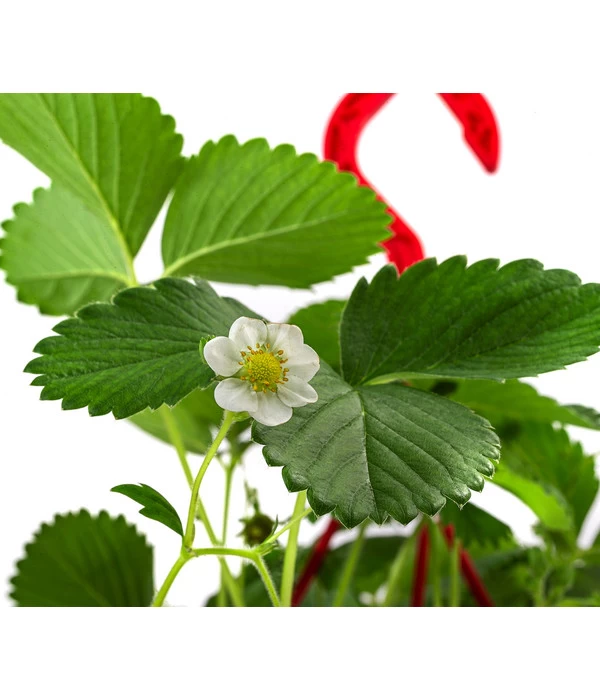 XXL Erdbeerampel 2 XXL Erdbeerampel – Bild 2