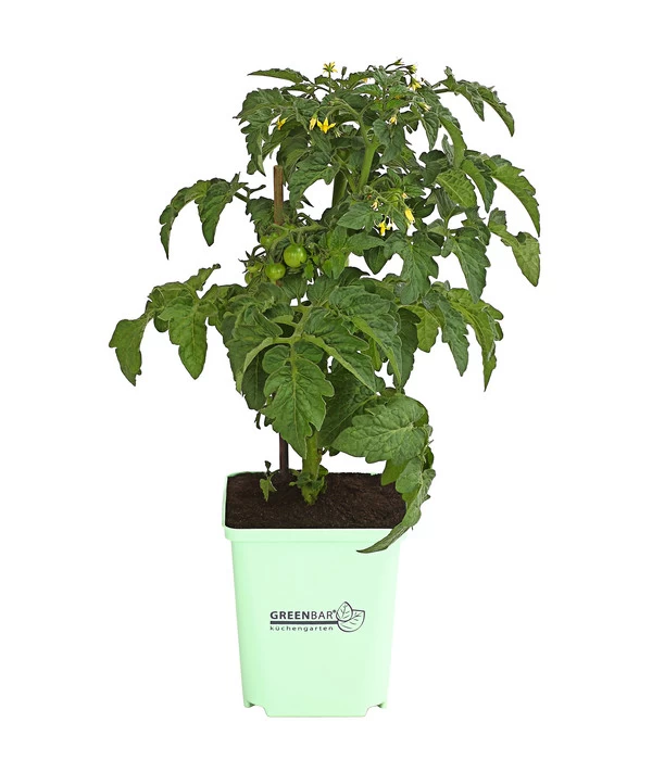 GREENBAR® Naschtomate 1 GREENBAR® Naschtomate