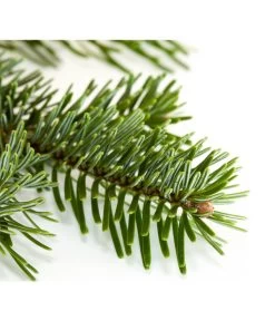 Nordmann-Tanne, Ca. 100-150 Cm, Gesägt -Gartenpflanzen Verkauf 8995896 BildD 001 Nordmanntanne