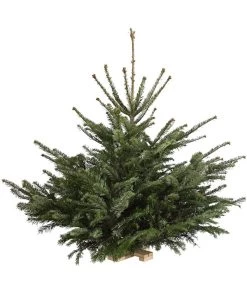 Nordmann-Tanne, Ca. 75-100 Cm, Gesägt, Mit Holzkreuzständer