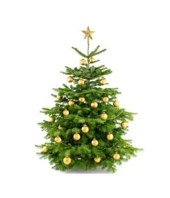 Nordmann-Tanne, Ca. 100-150 Cm, Gesägt -Gartenpflanzen Verkauf 8996480 BildFS 004 AbiesNordmannStandard