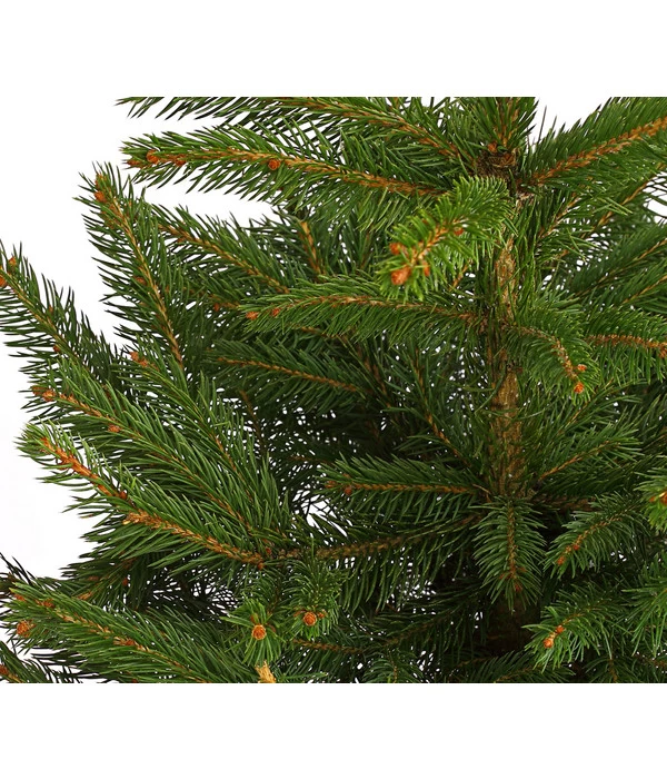 Stech-Fichte, Ca. 40-60 Cm, Im Topf Gewachsen 2 Stech-Fichte, Ca. 40-60 Cm, Im Topf Gewachsen – Bild 2