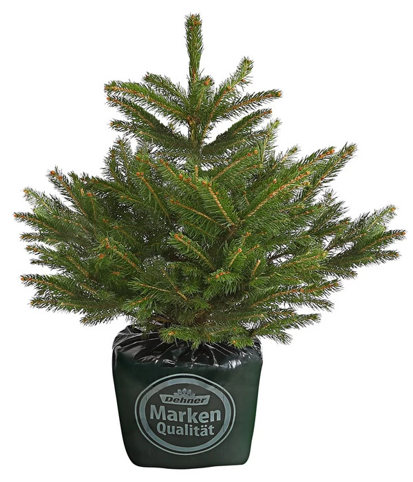 Stech-Fichte, Ca. 40-60 Cm, Im Topf Gewachsen 1 Stech-Fichte, Ca. 40-60 Cm, Im Topf Gewachsen
