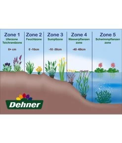 Wasserpflanzen-Set Blütenparadies, Verschiedene Sorten, 6er-Schale 5 Wasserpflanzen-Set Blütenparadies, Verschiedene Sorten, 6er-Schale -Gartenpflanzen Verkauf WE DE 001 Teichzonen Wasserpflanzen Schild 1