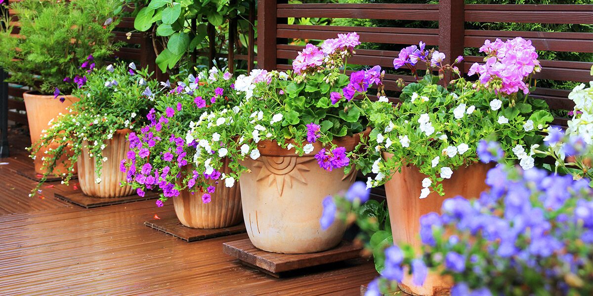 Gartenpflanzen Verkauf -Gartenpflanzen Verkauf platt hill container design tips magenta petunia flowers terra cotta pots